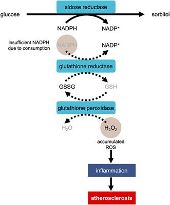 Systematic Understanding of Pathophysiological Mechanisms of Oxidative Stress-Related Conditions—Diabetes Mellitus, Cardiovascular Diseases, and Ischemia–Reperfusion Injury